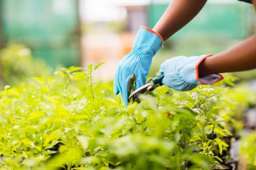 Gardeners Tulse Hill improving a local garden in the first season