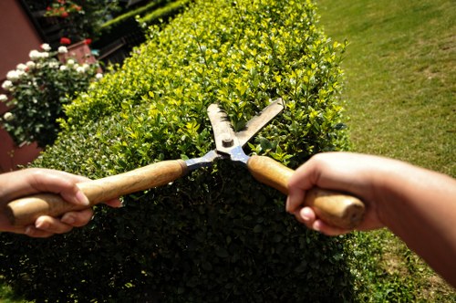 Local tree care and pruning service for healthy trees in Tulse Hill