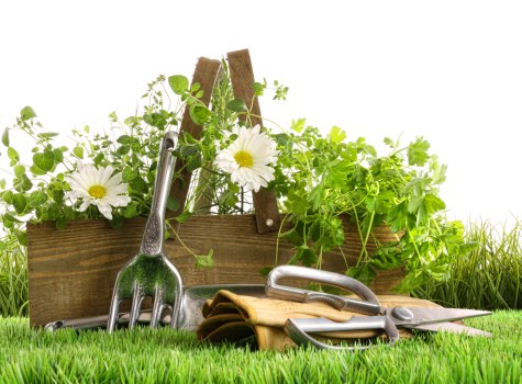 Local gardening specialists caring for lawns and borders in Tulse Hill
